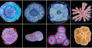 Pesquisa revela em imagens a beleza da estrutura interna de plantas cipós