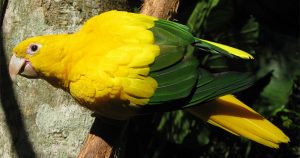 Desmatamento da Amazônia coloca em risco várias espécies de aves