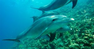 Tecnologia de drones e hidrofones ajuda a entender como golfinhos caçam