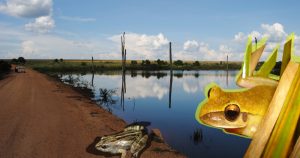 Desmatamento aumenta ambientes de água parada e afeta biodiversidade na Amazônia
