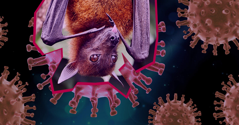 Covid-19: como o vírus saltou de morcegos para humanos – Jornal da USP
