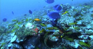 Cientistas descobrem novos ecossistemas recifais na costa da Bahia
