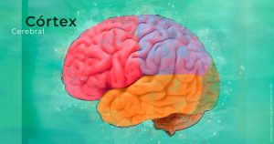 Identificadas alterações no cérebro comuns a seis tipos de transtornos psiquiátricos