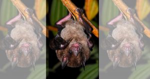 Mesma espécie de morcegos, gosto diferente para comida: como isso pode impactar o ambiente?​