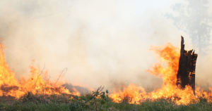 Estiagem e queimadas: baixa qualidade do ar em Ribeirão Preto preocupa cientistas