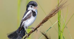 Livro digital reúne pesquisa e registro fotográfico de aves do Cerrado Paulista