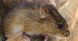 Espécies de ratos-do-brejo esclarecem conexões entre áreas alagadas da América do Sul