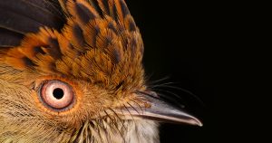 Estudo sobre a evolução da maior linhagem de pássaros resolve um dos paradoxos da diversidade tropical