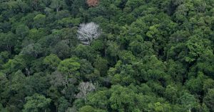 Árvores do planeta serão menos longevas: fenômeno impacta estoques naturais de CO2