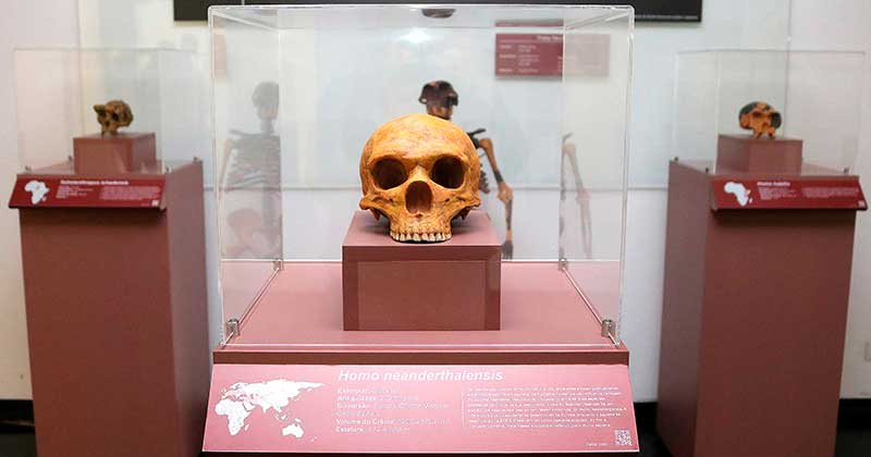Réplica de crânio de Homo neanderthalensis em exibição na Ocupação Hominínia, no saguão do IEA
