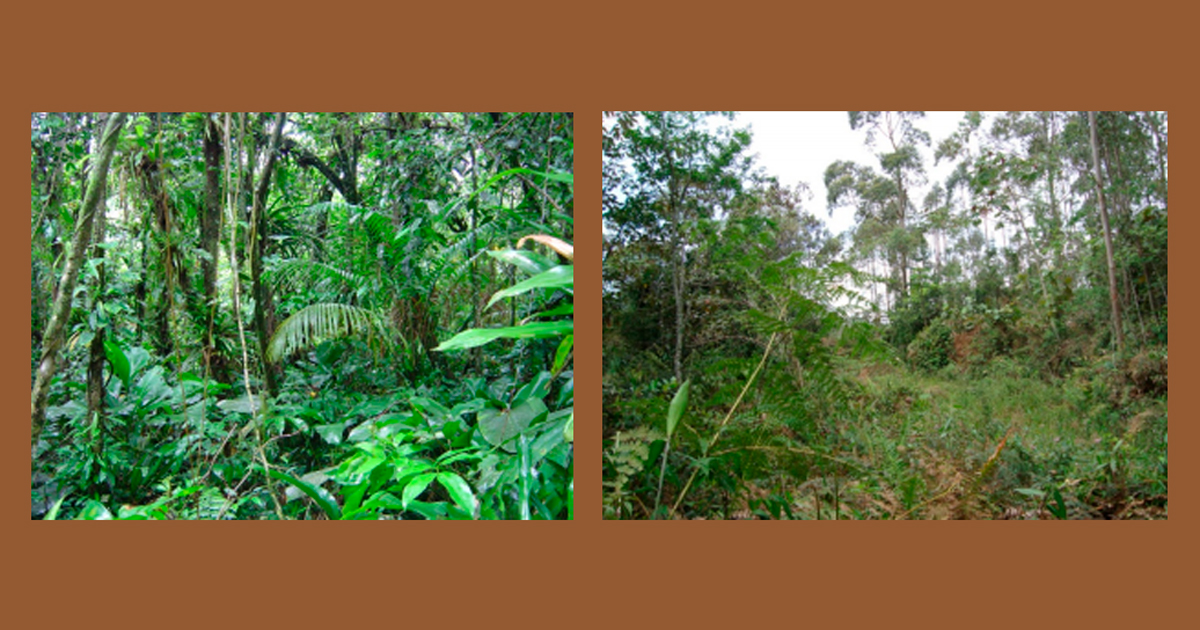 Exemplo de fragmentos florestais de Mata Atlântica bem conservados (à esquerda) e fortemente degradados (à direita)