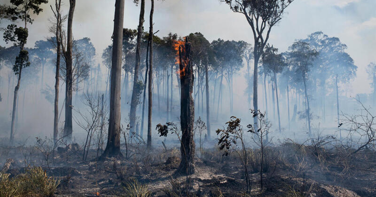 Área de queimada no entorno da BR-163 em Novo Progresso (PA). Foto: Lucas Landau/Greenpeace