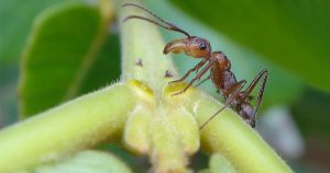 Cientistas comprovam que variações climáticas interferem na interação entre formigas e flores no cerrado
