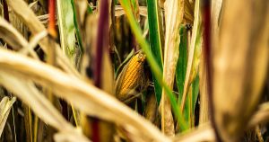 Novo método para extrair proteína do milho deve colocar mais bioplásticos no mercado