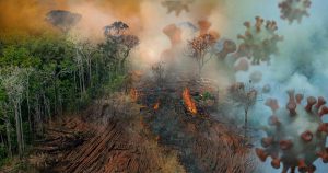 Destruição de florestas aumenta risco de novas pandemias
