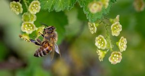 Mudanças climáticas colocam a qualidade da agricultura pela polinização das abelhas em risco