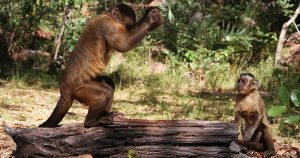 Macacos-prego: como uma simples pedra se transforma em ferramenta?