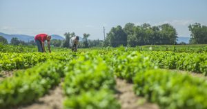 Brasil só tende a ganhar com adoção de agricultura sustentável