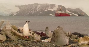 Exposição virtual mostra paisagens e biodiversidade das águas geladas da Antártida