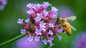 Técnica menos agressiva detecta agrotóxicos em abelhas e pólen para facilitar proteção de colmeias