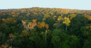 Com desmatamento, Amazônia perde sua capacidade de absorver carbono
