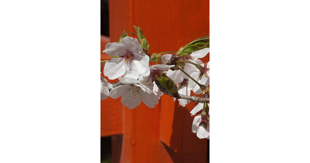 Série Quatro tempos, de Atílio Avancini foto 1 - Primavera, flor de cerejeira e torii, Quioto