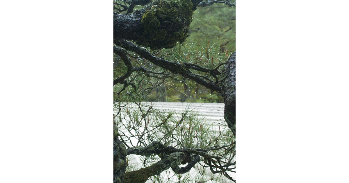 Série Quatro tempos, de Atílio Avancini, foto 4 - Inverno, pinheiro e jardim seco, Quioto