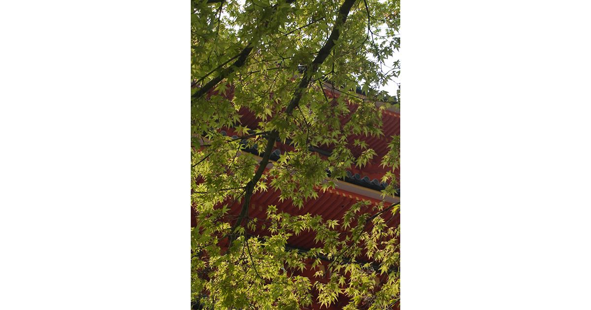 Série Quatro tempos, de Atílio Avancini, foto 3 - Outono, folha momiji e templo xintoísta, Quioto