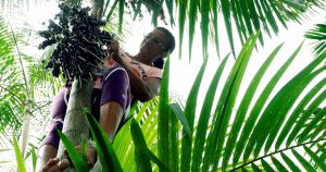Nova agroindústria atua em rios da Amazônia e leva mais renda para comerciantes de açaí