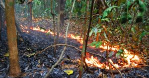 Amazônia: o que aconteceu três anos após o fogo e a seca?