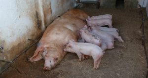 Pesquisadores da USP desenvolvem ferramentas que auxiliam produtores de suínos