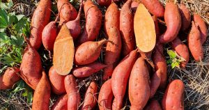 Pesquisadores desenvolvem nova cultivar de batata-doce de polpa alaranjada, com alto valor nutricional
