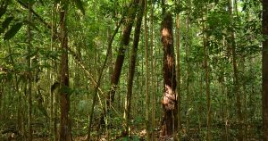 Modelo de produção madeireira em concessões florestais se esgotará em 35 anos