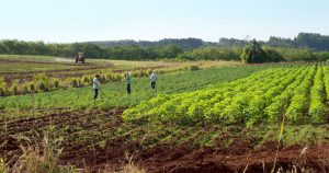 Projeto com participação da USP prevê selo para produtos agrícolas de Piracicaba