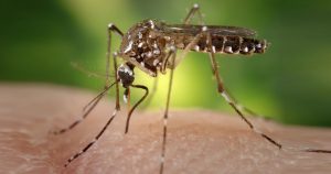 Proteína da saliva do mosquito da dengue tem potencial para tratar doenças inflamatórias intestinais