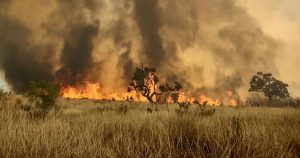 Estresse hídrico em São Paulo deixa florestas mais secas e vulneráveis a incêndios