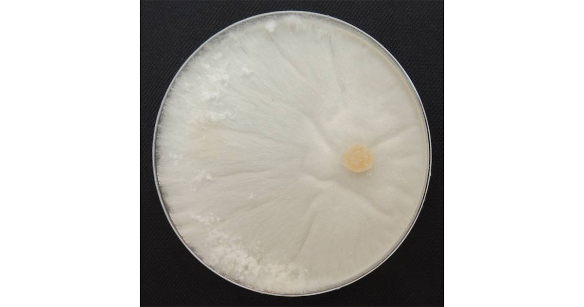 Fungo Rhizoctia em cultivo isolado (axênico), feito em placa de petri - Foto cedida pela pesquisadora