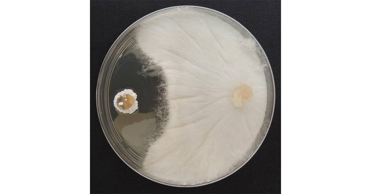Fungo Rhizoctia (direita) e actinobacteria (esquerda) em co-cultivo em placa de petri - Foto cedida pela pesquisadora