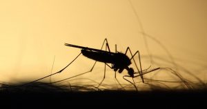 Testes apontam que infecção pelo chikungunya gera proteção contra outro vírus que causa dores nas articulações