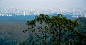 Falta de cobertura verde na região metropolitana de São Paulo aumenta casos de ansiedade