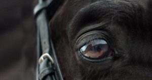 Algoritmo usa imagens de expressões faciais para detectar nível de dor em cavalos