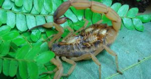Em testes com animais, corticoide foi eficaz para tratar picadas de escorpião e evitar risco de morte