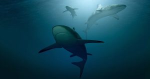 Ataques de tubarão podem ser evitados com educação ambiental e conscientização
