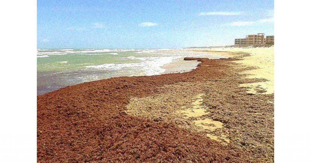 Algas arribadas na Praia de Guajiru, no Ceará - Imagem cedida pela pesquisadora.