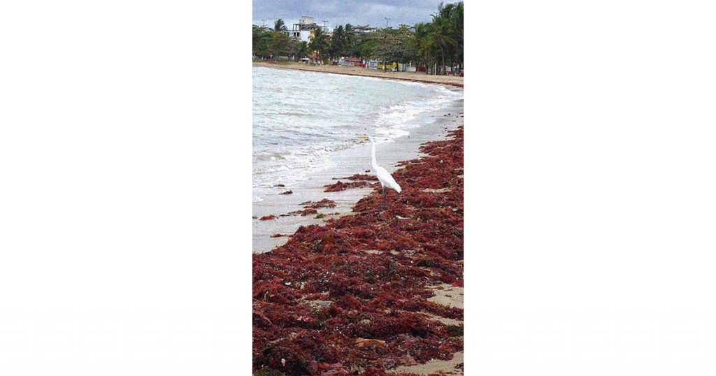 Algas arribadas na Praia de Piúma, no Espírito Santo - Imagem cedida pela pesquisadora