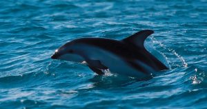 Tem baleia no litoral paulista? Pesquisador divulga ciência dos cetáceos em e-book gratuito