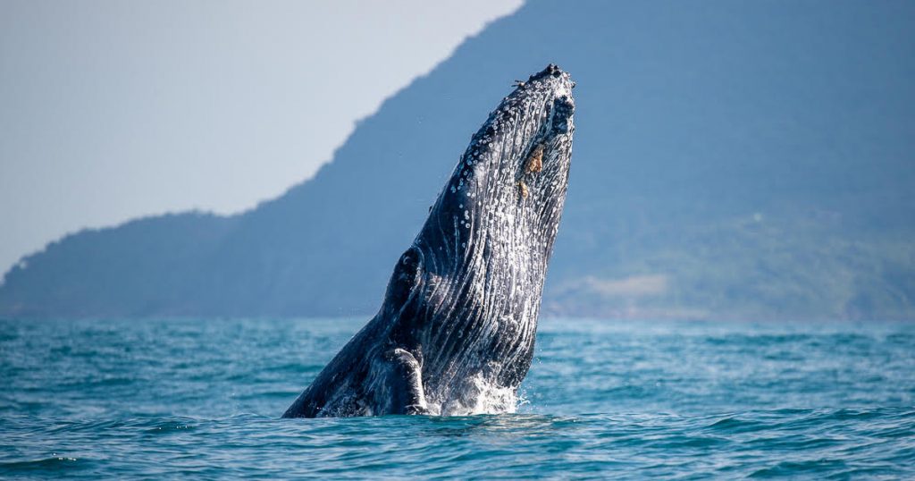 Uma baleia jubarte juvenil, de aproximadamente 10 metros de comprimento, avistada ao sul de Ilhabela em julho de 2021. Foto: Julio Cardoso / Projeto Baleia à Vista