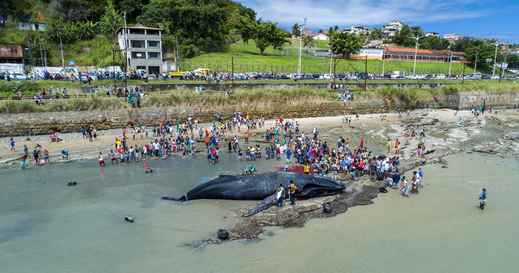 Baleia jubarte encalhada no litoral de Coutos (um subúrbio de Salvador, BA), na Baía de Todos os Santos, 2018. Foto: Eduardo Melo / Projeto Baleia Jubarte