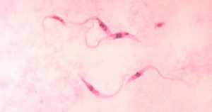 Parasita causador da doença de Chagas sequestra proteína essencial no núcleo de célula infectada