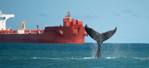 Nunca se viu tantas baleias jubartes no litoral paulista como em 2021
